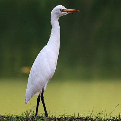 Cattle Egret