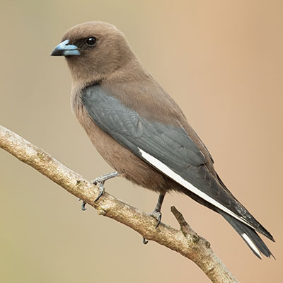 Dusky Woodswallow