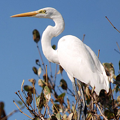 Great Egret