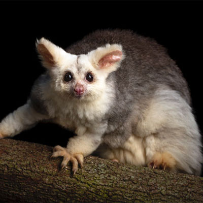 Greater Glider