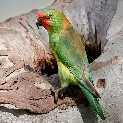 Little Lorikeet