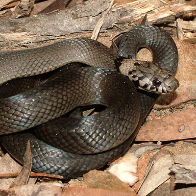 Pale-headed Snake