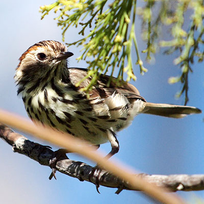 Speckled Warbler