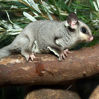 Squirrel Glider