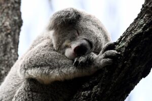 A koala is seen during the opening of the new Nura Dia immersive experience of flora and fauna at Taronga Zoo in Sydney, Thursday, April 6, 2023.